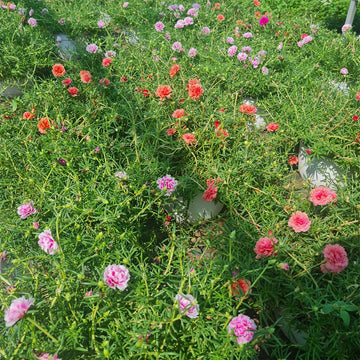 2 x Portulacaria